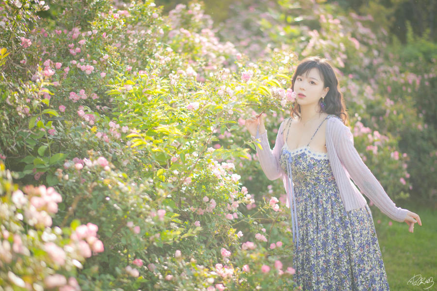 No.062 – 蔷薇花 [37P]-COS基地